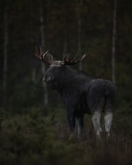 Moose bull early in the morning in the bog scenery at fall