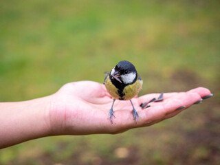 A tit in the forest pecks seeds from his hand.

