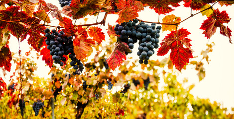 Blue ripe wine grapes hang from a vine with autumn leaves. view from below. Bunches of red wine grapes on old vine. Vineyards in autumn harvest.