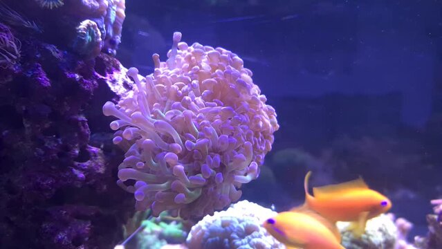 Euphyllia Hammer LPS coral