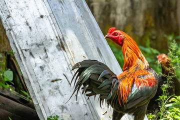 A Rooster which is a combination of black and orange color with a red comb on its head