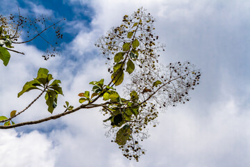 A sprig of a teak tree branch whose leaves are oval and green