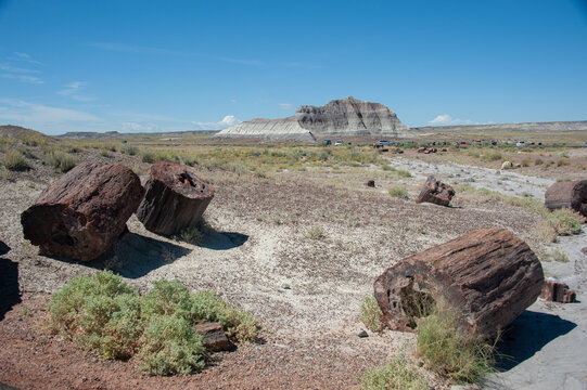Petrified forest e painted desert in california