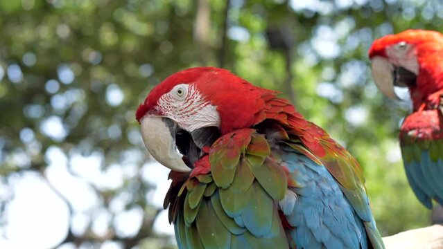 Close up of Red Macaw parrot. Tele-lens close up - orbiting around parrot cleaning himself. Self hygiene.