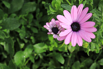 Flower of Osteospermum or Gerbera purple in garden close-up
