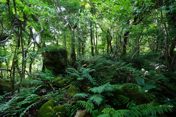 thick wild forest in springtime