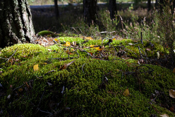 Naklejka na ściany i meble Green moss in the forest on a sunny day