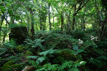 mossy rocks in wild forest
