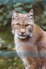 Lux im Wildpark. Wildtiere. Wildkatze Raubtier