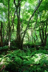 Obraz premium old trees and vines in deep forest 