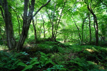 Fototapeta na wymiar dense spring forest in the gleaming sunlight