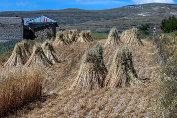 Stacks of cut hay sit in neat rows on a rural property adjacent to Lake Titicaca at Puno in Peru. This part of Peru sits adjacent to the Bolivian border.