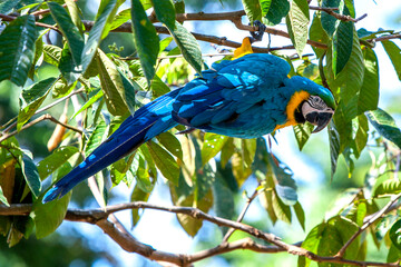 A blue-and-gold macaw perches in a tree above the flooded Monkey Island near Iquitos in Peru. The Amazon River had flooded to record high levels.