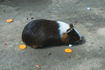 Tuinposter Side high-angle of a black and white guinea pig on the asphalt with small cookies around © M Stankovikj/Wirestock Creators
