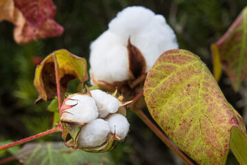 白く開いた綿の実のアップ