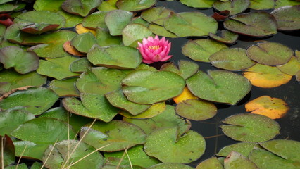 Pink Flower with Lily Pads