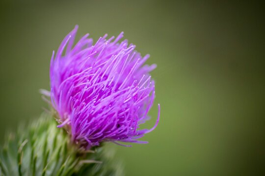 Closeup shot of a purple Milk thistle flower in a garden