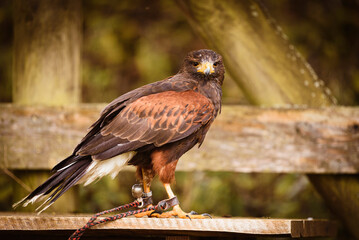 Greifvogel im Wildpark. Adler, Raubtier, Falke