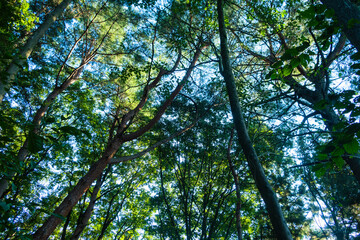 Obraz premium 夏を終え秋の準備を始める森