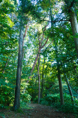 Obraz premium 夏を終え秋の準備を始める森