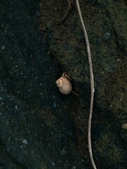 Vertical shot of a common periwinkle or winkle (Littorina littorea) on a rock