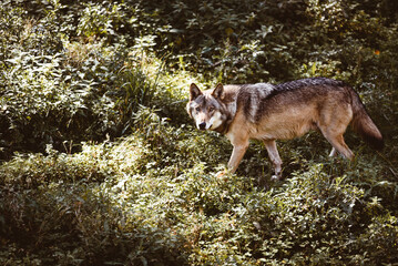 Wolf streift durch die Wälder. Halbblut Wolf, Raubtier