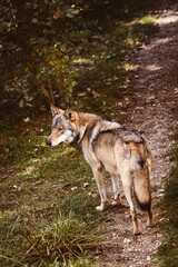 Naklejka na ściany i meble Hybridwolf im Wald, Wildtier