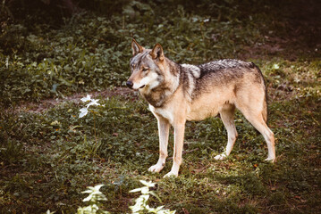 Naklejka na ściany i meble Schöner Wolf im Wald, Raubtier, Wolf, Hybrid