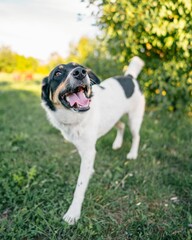 Vertical shot of an adorable Mongrel dog playing in the backyard of a house