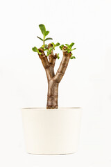 Succulent houseplant Crassula in a pot on white background. Bonsai. Old pruned tree with new shoots.
