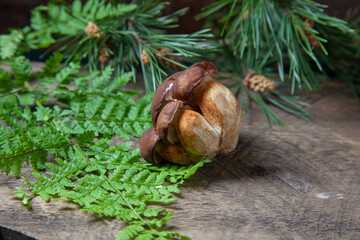 Small family of Imleria Badia or Boletus badius mushrooms commonly known as the bay bolete on vintage wooden background..