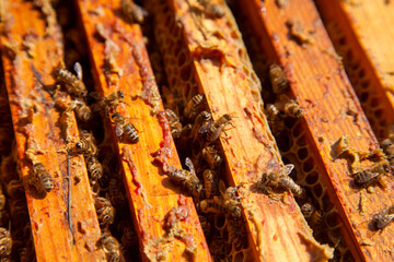 Open hive showing the bees swarming on a honeycomb..