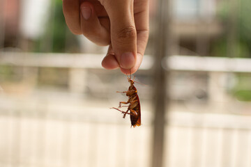 hand holding a dead brown cockroach