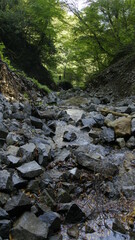stream in the forest