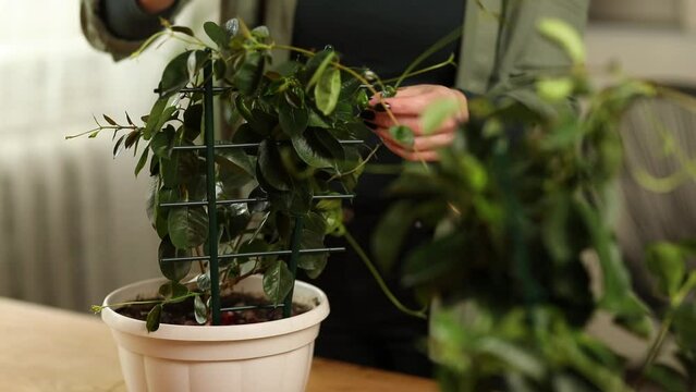 Woman gardener taking care of Mandevilla houseplant at home, Greenery at home, love of plants, indoor cozy garden.