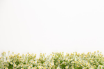 Fototapeta premium Chamomile flowers floral framee. Flat lay, top view.