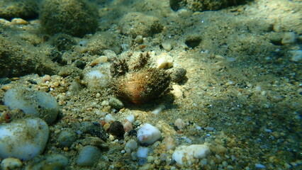 Naklejka na ściany i meble Bearded ark shell or bearded ark (Barbatia barbata) undersea, Aegean Sea, Greece, Halkidiki 