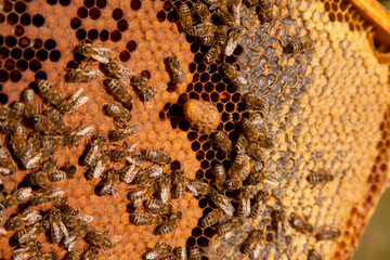 Open hive showing the bees swarming on a honeycomb and big cell with young bee queen..