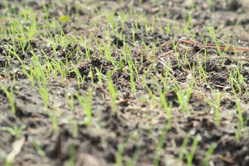 Young plant, Green sprouts on ground. Young sprouts are on the field at sunset. Green grass closeup.