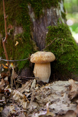 Boletus mushroom in the wild. Porcini mushroom grows on the forest floor at autumn season..