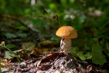 Single red boletus mushroom in the wild. Red boletus mushroom grows on the forest floor at autumn season..