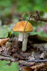 Single red boletus mushroom in the wild. Red boletus mushroom grows on the forest floor at autumn season..