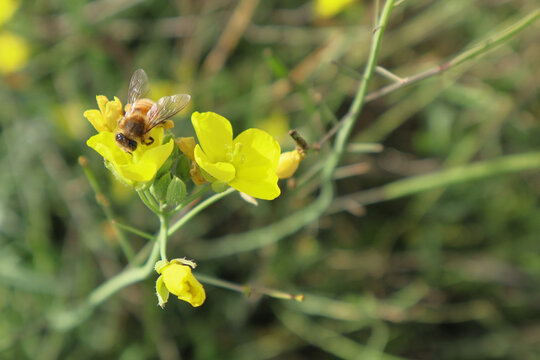 Bee on a arugula flower against a blurry background. Selective focus of a bee pollinating on a yellow blossomed perennial wall-rocket flower