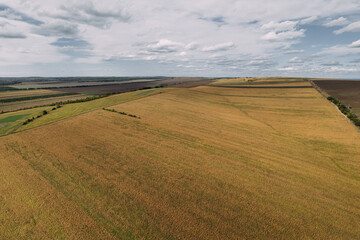Fototapeta na wymiar Aerial top view of the black soil autumn fields with yellow grass planted in a rows. Drone shot of an autumn rural agriculture fields with harvest.