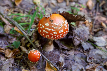 Mushroom family of Amanita muscaria, commonly known as the fly agaric or fly amanita.