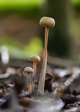 Liberty cap or Psilocybe semilanceata genus mushrooms in the forest, close-up, vertical