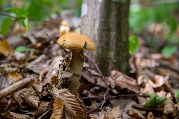 Single red boletus mushroom in the wild. Red boletus mushroom grows on the forest floor at autumn season..