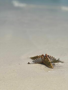 Closeup of a Pentaceraster on a white sand