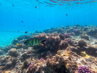 Fototapeta na wymiar African Sergeant (Abudefduf hoefleri) at coral reef..