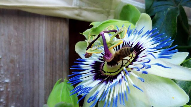 handheld shot of honey bee extracting nectar from a purple Passion flower close up